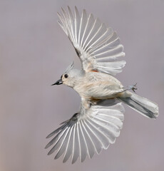 Tufted titmouse  in flight