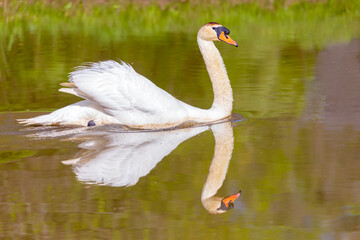 swan on the lake