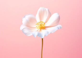 Obraz premium beautiful blooming white flower on abstract pink background, floral concept, AI Generated
