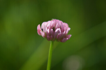 Closeup of a small pink clover flower