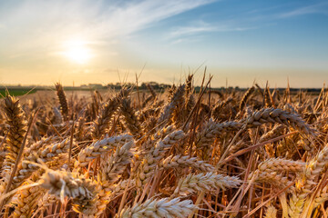 Fototapeta premium An agricultural field of wheat, ready to be harvested by the farmer during a sunset on a warm summer evening with partial clouds creating an awesome evening in the outskirts of Maastricht