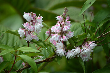 Closeup of pinky-white deutzia flowers