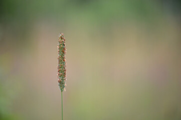 Closeup of a grass stem