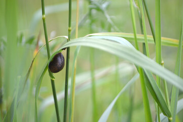 Closeup of a brown snail on the grass leaf