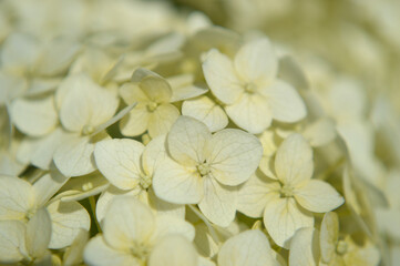 Obraz na płótnie Canvas Closeup of white hydrangea flowers