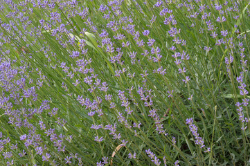 Closeup of a blooming lavender bush 