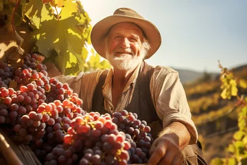 Fotobehang Senior winemaker harvesting grapes in a vineyard on a sunny day. Generative AI illustration © colnihko