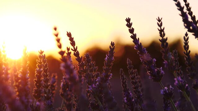 Lavender flowers on field at sunset light. Growing plant swaying on wind. Selective focus on blooms. Provence in France.