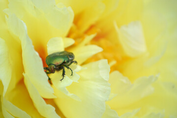 Closeup of a green bug in a yellow peony flower