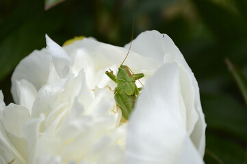 Closeup of a big grasshopper