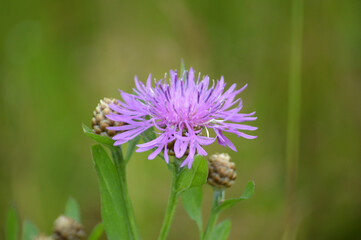 Closeup of a thistle flower