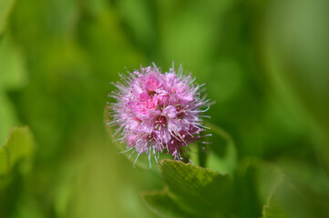 Closeup of a pink spiraea branch