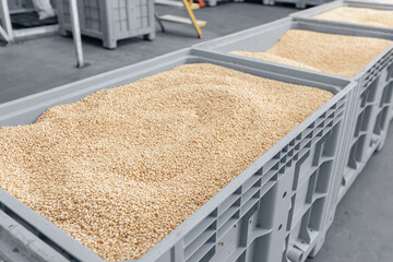 Raw ripe fresh brown pine nuts without shell on conveyor. Industrial organic food factory