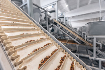 Raw ripe fresh brown pine nuts in shell on conveyor. Industrial organic food factory