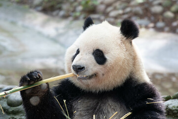 Close up Giant panda in Chengdu Panda Base