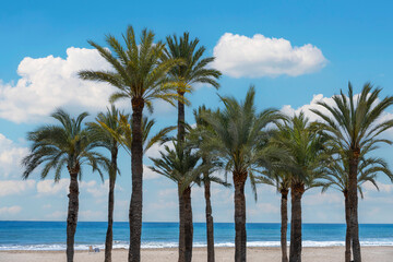 Fototapeta na wymiar Summer palm tree grove on beach