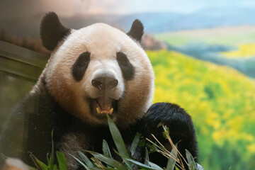 Close up Giant panda in Chengdu Panda Base