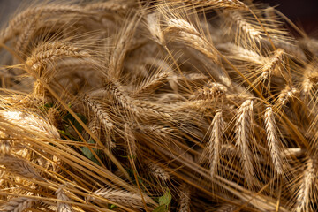 Gold wheat grain in autumn as an abstract image