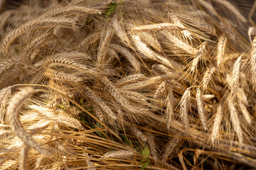 Gold wheat grain in autumn as an abstract image. Ripe ears of wheat close-up in summer day