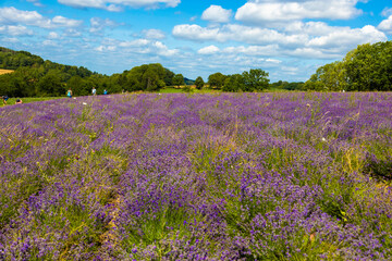 Obraz premium Beautiful lavender field with the blue sky