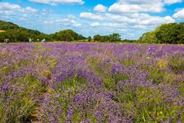 Naklejka na ściany i meble Beautiful lavender field with the blue sky