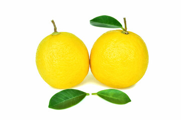 Lemon lime and green leaves sour taste isolated on white background isolated