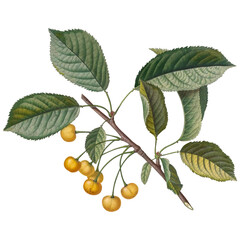 Wild Cherry -  Vintage Botanical illustration - Isolated 