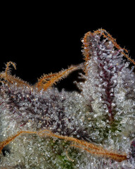 Lemon Cherry Gelato Close up of Trichomes