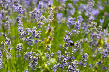 Field of flowers with insects, close-up