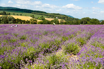 Fototapeta na wymiar Beautiful lavender field in Germany