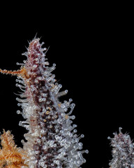 Lemon Cherry Gelato Close up of Trichomes