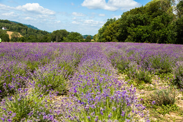 Beautiful lavender field in Germany
