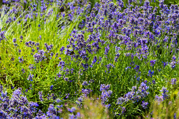 Beautiful flowers field in Germany, lavender field