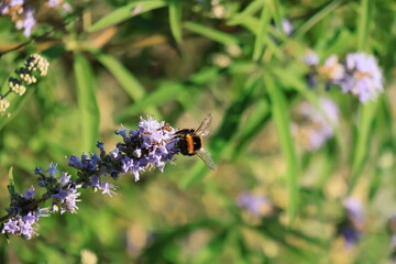bee on a flower