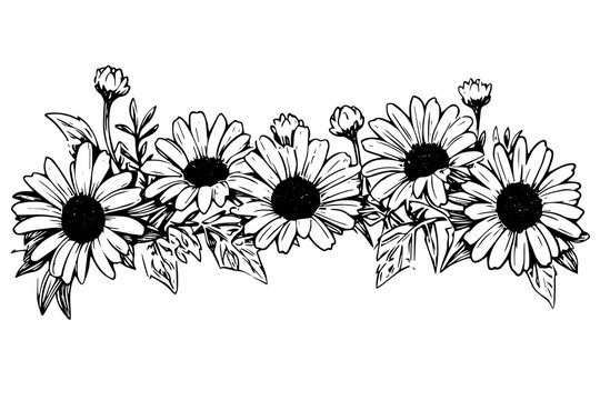 Hand drawn chamomile ink sketch. Daisy bouquet engraving vector illustration.