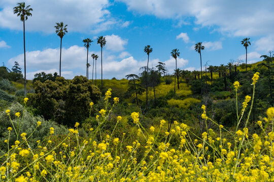 Wildflowers blooming in the vibrant city park, Elysian Park, in Downtown Los Angeles. Bright flowers, green grass, tall palm trees, and blue skies on the spring California day. 