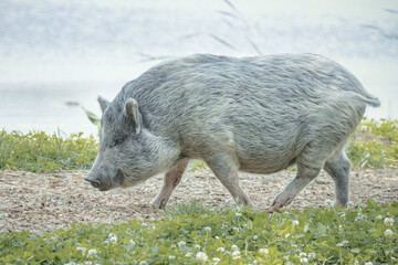 A grey female pig walks on the ground and waves its tail. Grey pig close-up portrait with green grass background.	