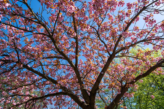 Tree with pink leafs