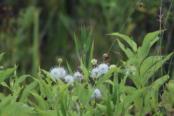 Dandy Lions