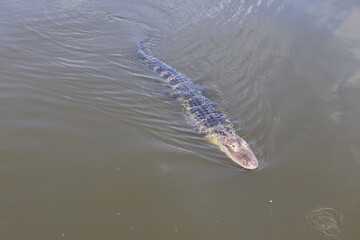 alligator swimming