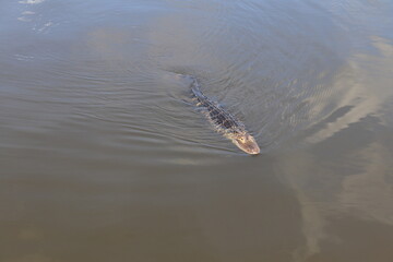 alligator in river