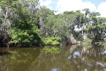 swampy tree line