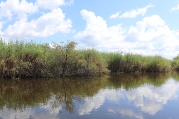 Fototapeta premium Marsh land