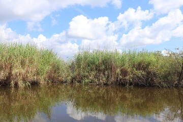 Marsh grass