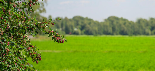 Red saskatoon berries in a garden with a beautiful field background and copy space. Gardening background.  © VFX Photographer