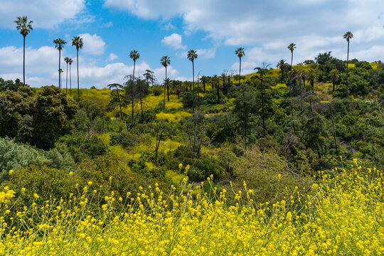 Wildflowers blooming in the vibrant city park, Elysian Park, in Downtown Los Angeles. Bright flowers, green grass, tall palm trees, and blue skies on the spring California day. 