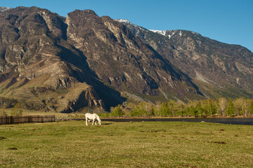 Amazing landscape with high mountains, green grass and white horse. Altai, Russia