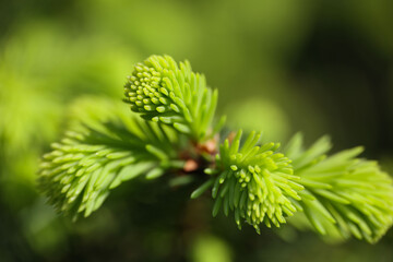 Pine or spruce tree branch with new cones