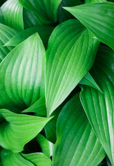 Green Hosta plant leaves background