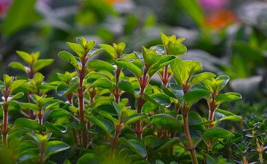 Green fresh sweet marjoram oregano spicy herb